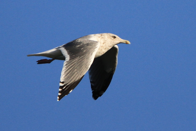 f:id:digibirds:20101214233635j:image