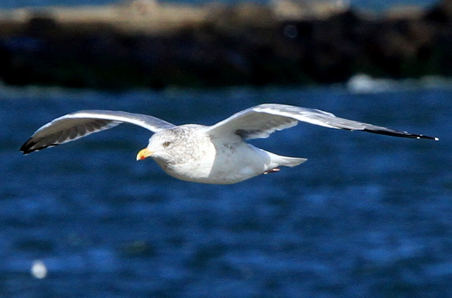 f:id:digibirds:20101214233637j:image