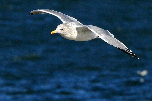f:id:digibirds:20101214233638j:image