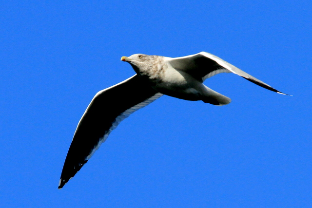 f:id:digibirds:20101214233639j:image