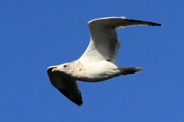 f:id:digibirds:20101214233640j:image