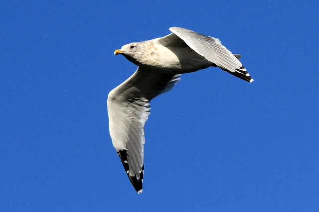 f:id:digibirds:20101214233641j:image