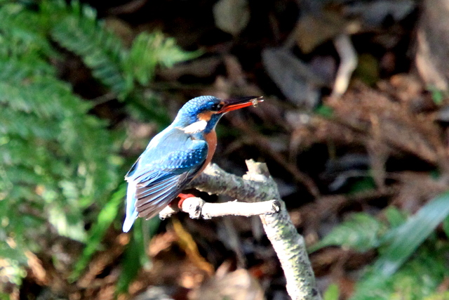 f:id:digibirds:20101220234427j:image