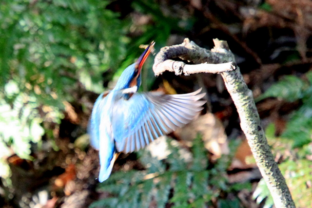 f:id:digibirds:20101220234430j:image