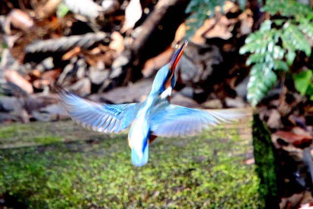 f:id:digibirds:20101220234431j:image