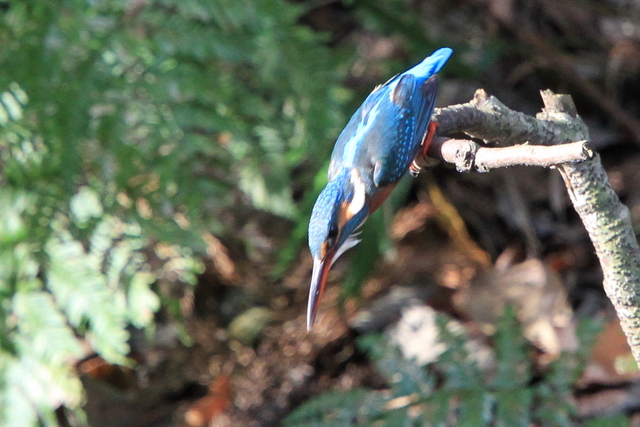 f:id:digibirds:20101220234432j:image