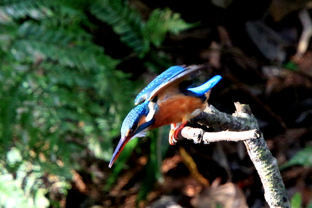f:id:digibirds:20101220234434j:image