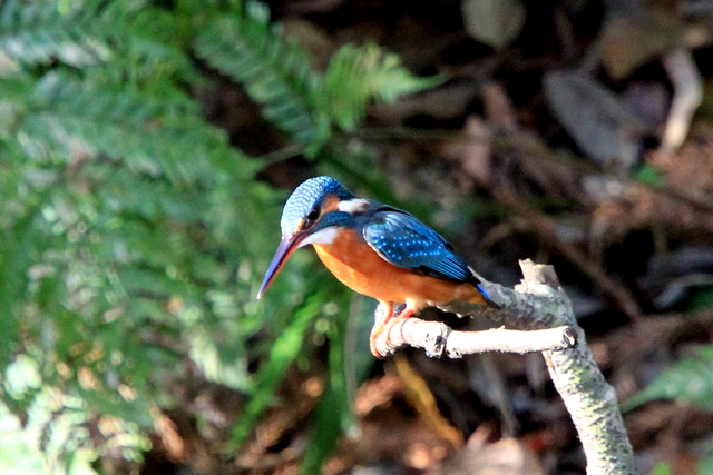 f:id:digibirds:20101220234435j:image