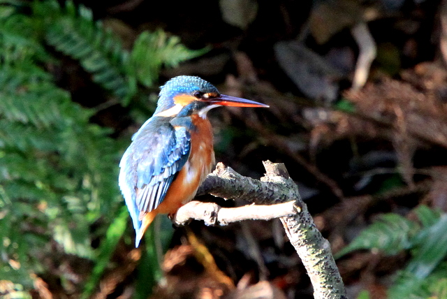 f:id:digibirds:20101220234436j:image
