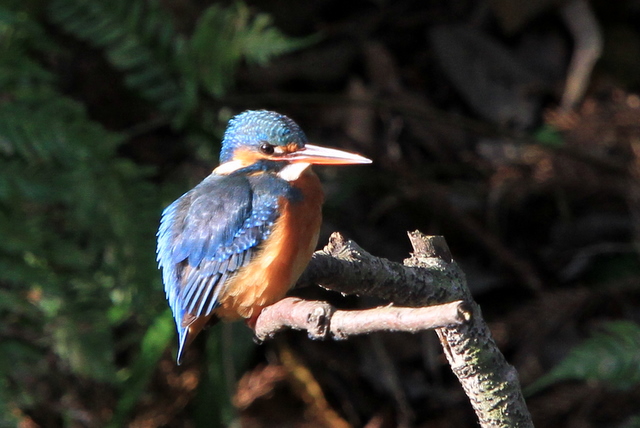 f:id:digibirds:20101220234437j:image