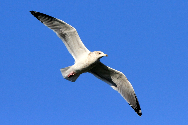 f:id:digibirds:20101226005229j:image