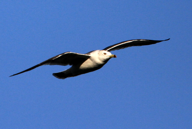 f:id:digibirds:20101226005230j:image