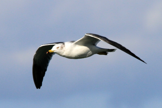 f:id:digibirds:20101226005231j:image