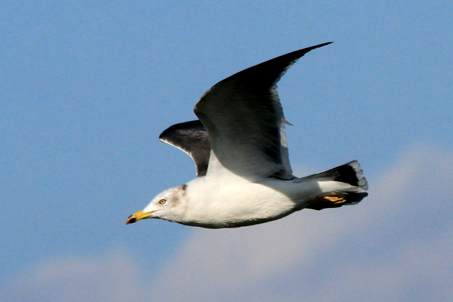 f:id:digibirds:20101226005232j:image