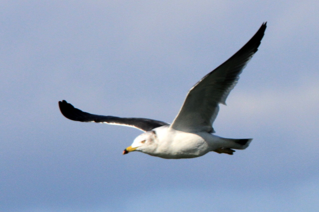f:id:digibirds:20101226005233j:image