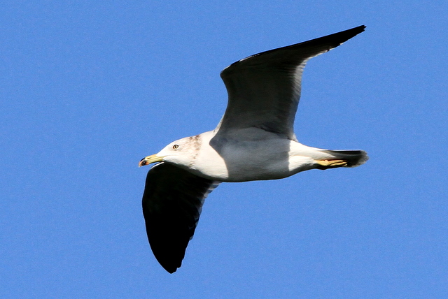 f:id:digibirds:20101226005234j:image