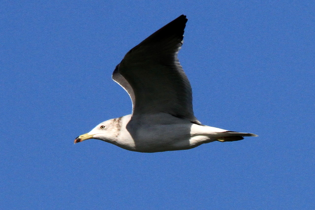 f:id:digibirds:20101226005235j:image