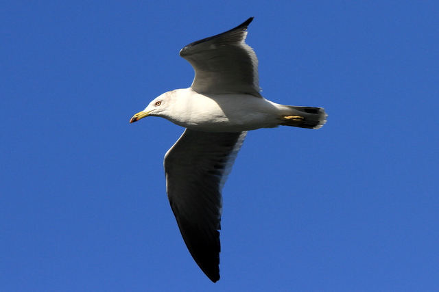 f:id:digibirds:20101226005236j:image