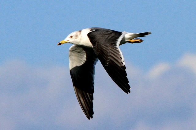 f:id:digibirds:20101226005237j:image