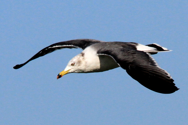 f:id:digibirds:20101226005238j:image