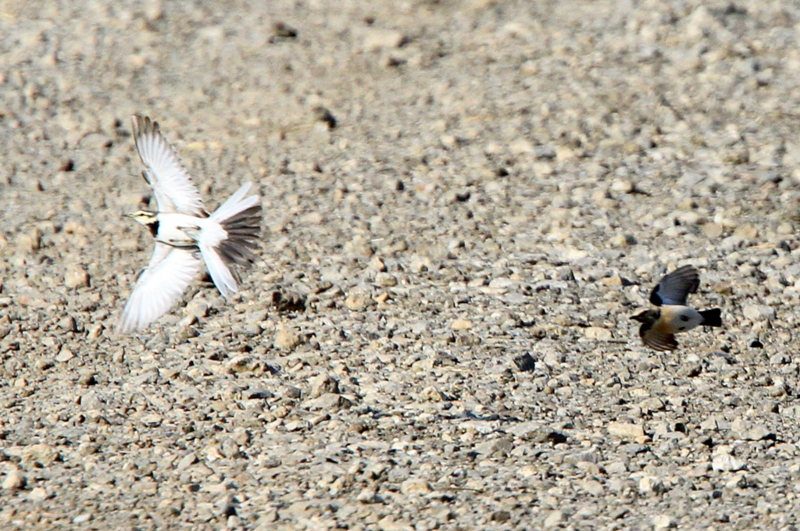 f:id:digibirds:20101227004546j:image