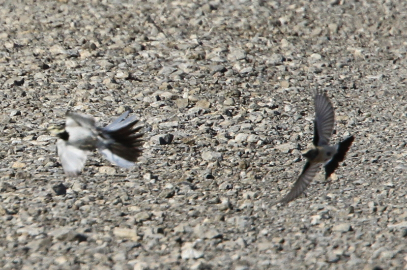 f:id:digibirds:20101227004547j:image