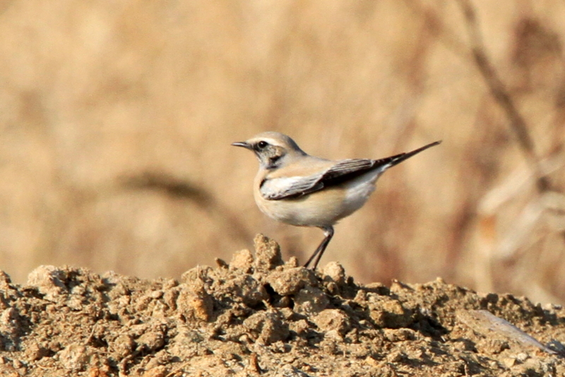 f:id:digibirds:20101227004549j:image