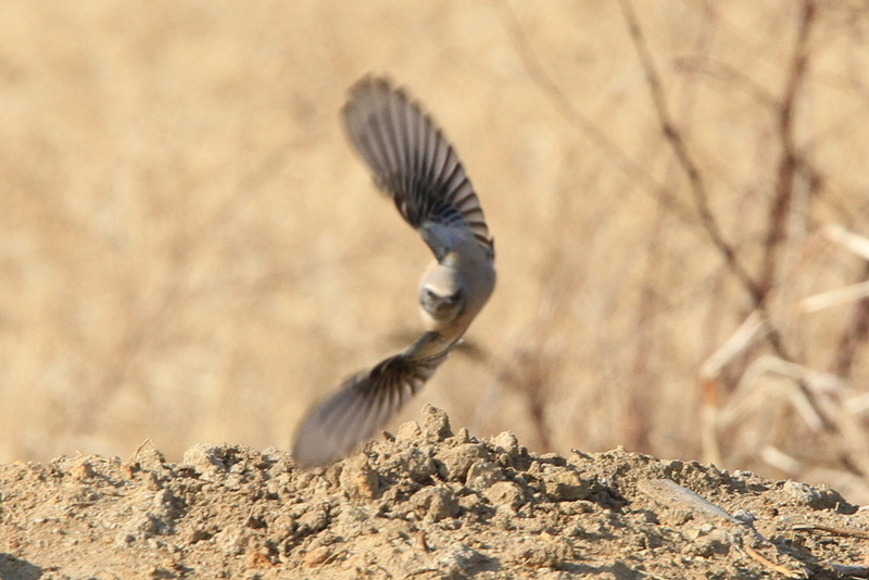 f:id:digibirds:20101227004550j:image