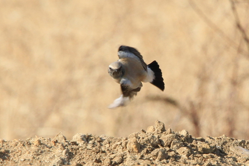 f:id:digibirds:20101227004551j:image