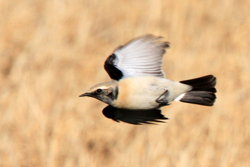 f:id:digibirds:20101227004554j:image