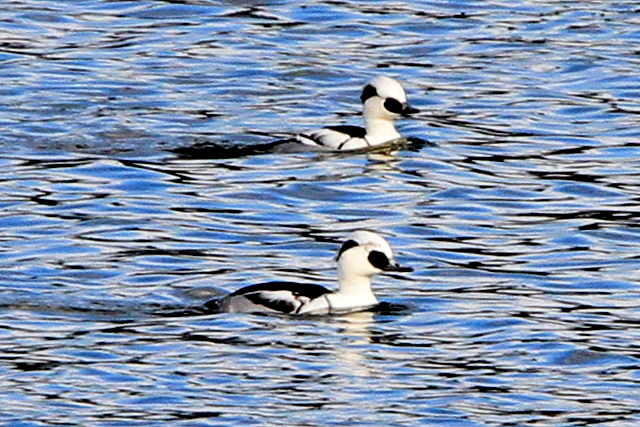20110104001459