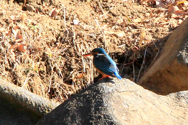 f:id:digibirds:20110111060532j:image