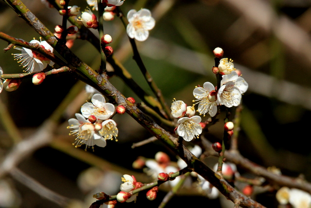 f:id:digibirds:20110111060533j:image