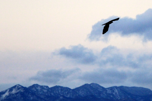 f:id:digibirds:20110111163249j:image