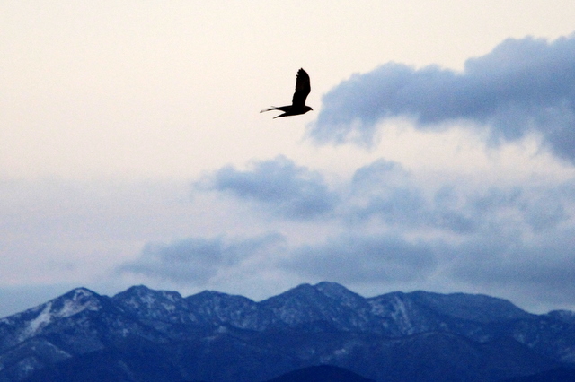 f:id:digibirds:20110111163250j:image