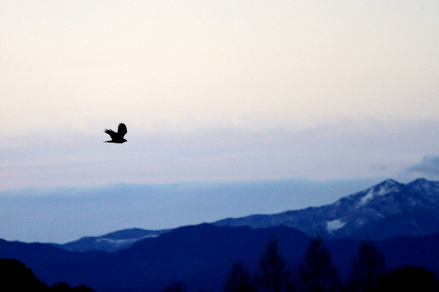 f:id:digibirds:20110111163251j:image