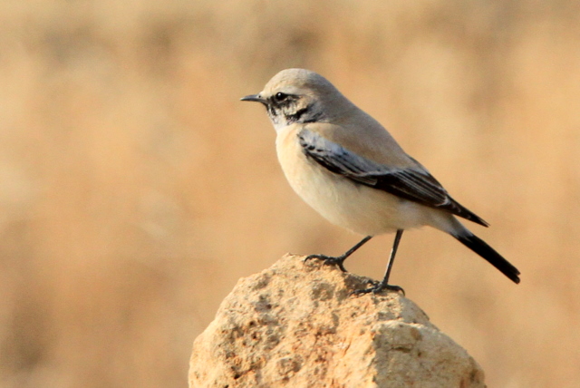 f:id:digibirds:20110124000302j:image
