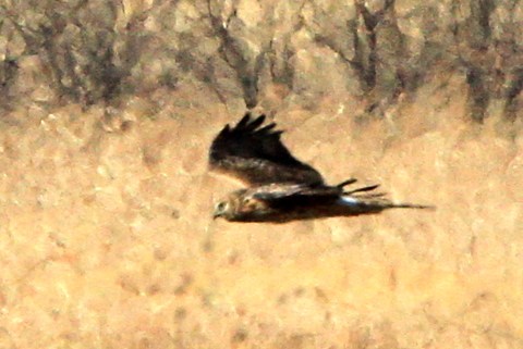 f:id:digibirds:20110130004414j:image