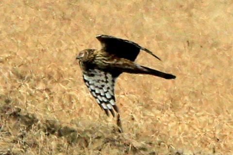 f:id:digibirds:20110130004416j:image