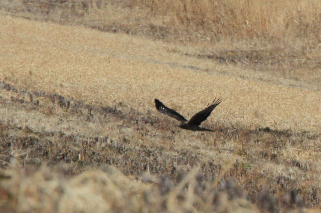 f:id:digibirds:20110130004418j:image