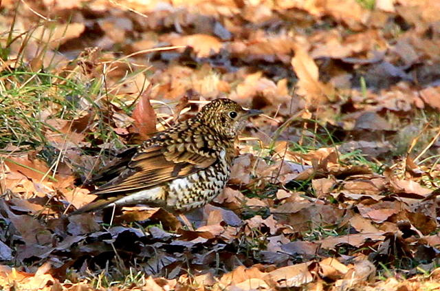f:id:digibirds:20110131002640j:image