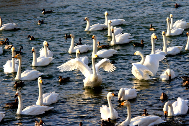 f:id:digibirds:20110303001757j:image