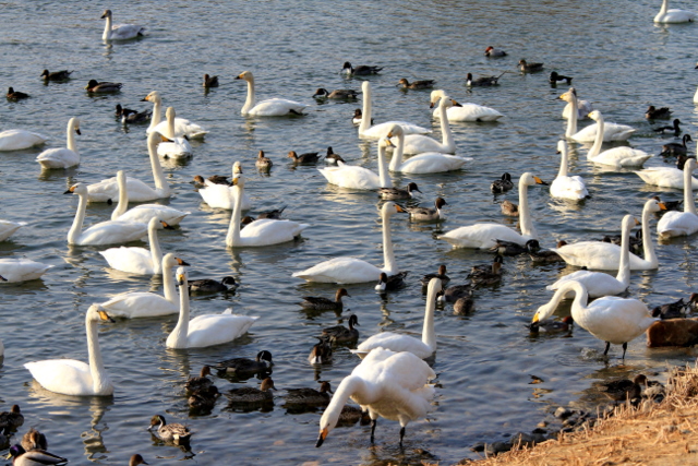 f:id:digibirds:20110303001758j:image