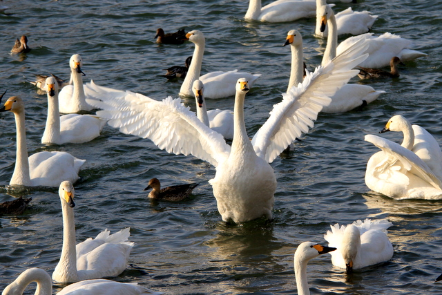 f:id:digibirds:20110303001759j:image