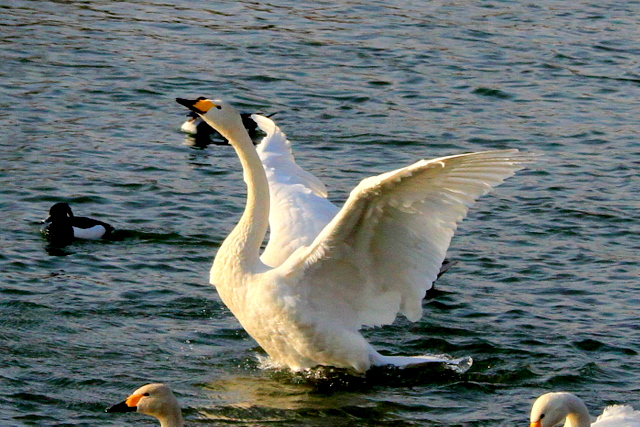 f:id:digibirds:20110303001800j:image