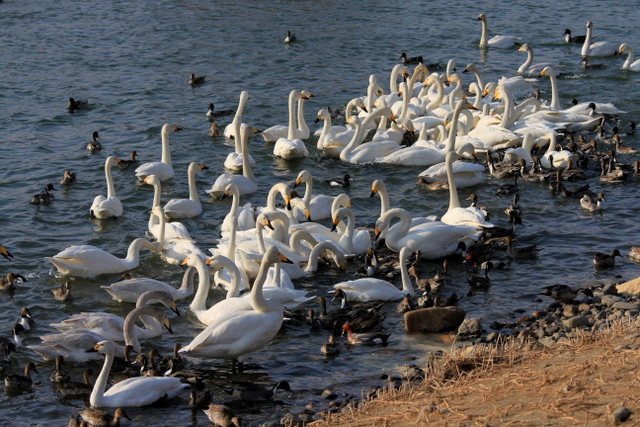 f:id:digibirds:20110303002645j:image