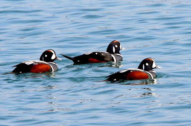 f:id:digibirds:20110305235919j:image