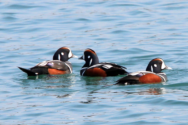 f:id:digibirds:20110305235920j:image