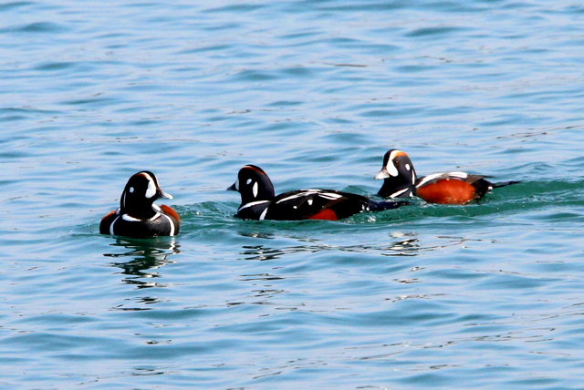 f:id:digibirds:20110305235921j:image