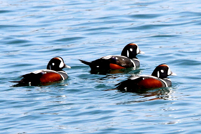 f:id:digibirds:20110305235922j:image